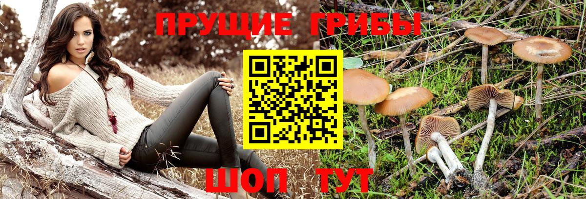 Псилоцибиновые грибы Cubensis  Псилоцибиновые грибы Psilocybine cubensis  Советск  Вход с VPN 